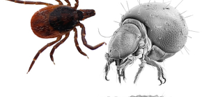 Parasitäre Milben: interessante Fakten