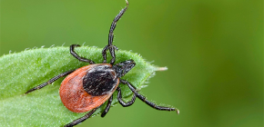 Entwicklungszyklus der Ixodidae (Schildzecken)