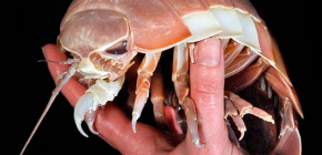 Fotos von Riesenasseln und Beschreibung der Lebensweise dieser gigantischen Kreaturen