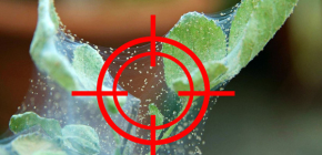 Ein wirksames Mittel gegen die Spinnmilbe auswählen