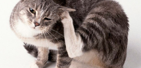 Hausmittel zur Flohbeseitigung bei Katzen