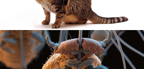 Haben Katzen Läuse und wie entfernt man kleine Parasiten aus dem Fell des Haustieres?