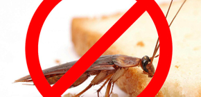 Insektenbekämpfung: nützliche Tipps und wichtige Nuancen