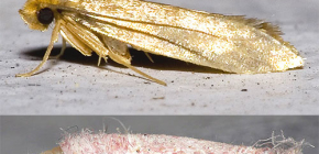 Motten: Fotos verschiedener Arten dieses Insekts