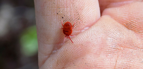 Rote Milben (Samenmilben) und ihre Gefahr für den Menschen