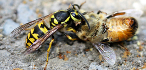 Methoden zur Wespenbekämpfung in der Imkerei: Wie können Bienen vor Angriffen geschützt werden?