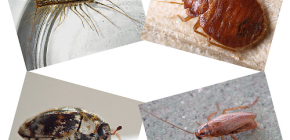 Welche Hausinsekten in menschlichen Behausungen zu finden sind: Parasiten und Schädlinge