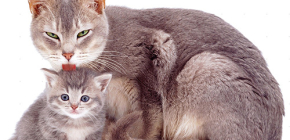 Flohmittel in Form von Tropfen für Katzen und Kätzchen