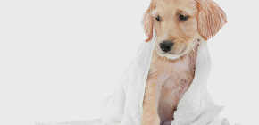 Wir lernen Flohshampoos für Hunde und Welpen kennen