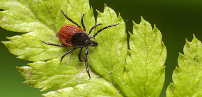Holzbock (Ixodes ricinus)