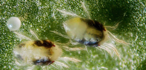 Spinnmilbe: Fotos und interessante Fakten über den Schädling