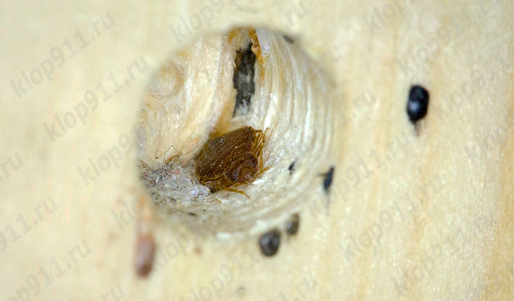 Wanzen-Nest im Möbelstück