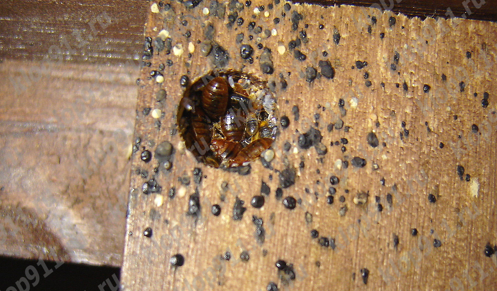 Ein weiteres Nest