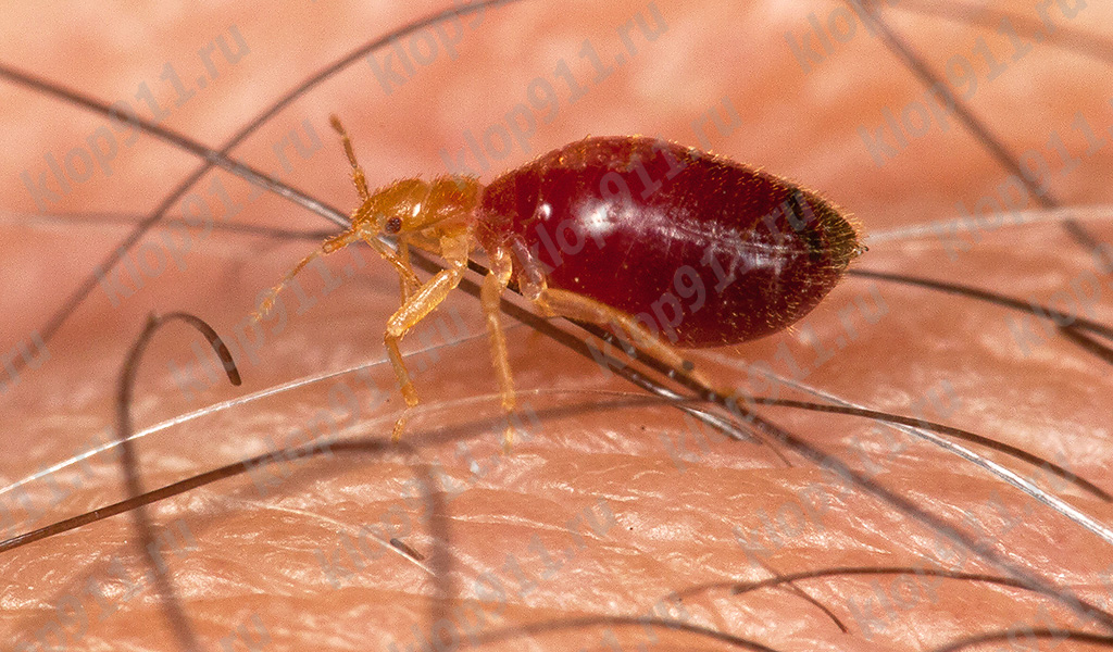 Larve einer Wanze nach Sättigung
