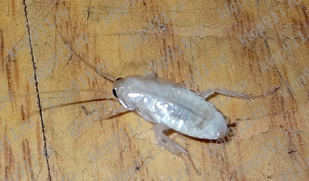 Albino-Schabe