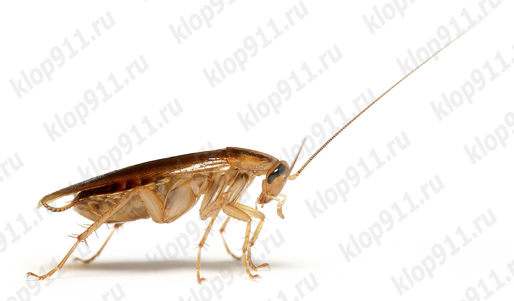 Kakerlake hat ihren Fühler verloren