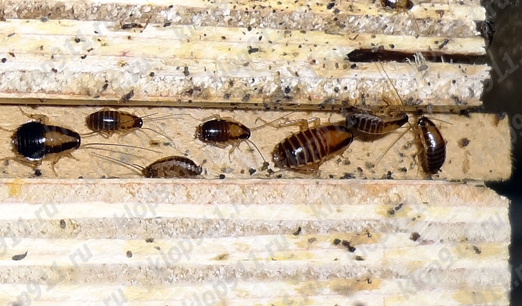 Ansammlung von Nymphen der Roten Schabe im Möbelstück