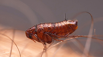 Flöhe