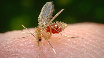 Insekten