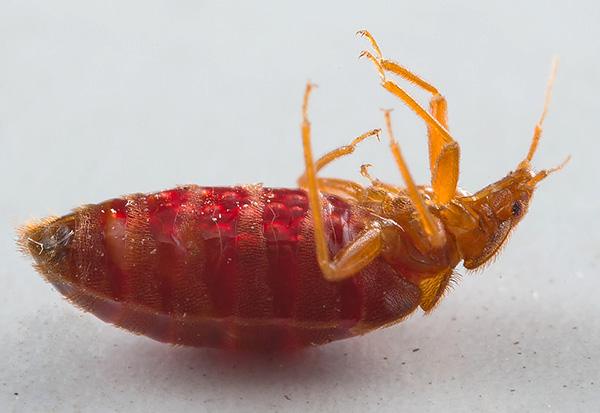 Wir helfen bei der Insektenbekämpfung