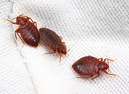 Dank des flachen, segmentierten Körpers ist es schwierig, eine Bettwanze zu zerdrücken Wanzen haben einen flachen Körper