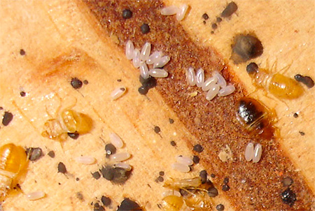 Eier und Larven von Bettwanzen Eier und Larven von Bettwanzen