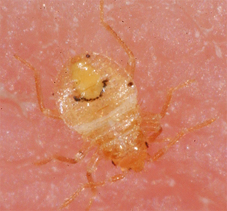 Wanzenlarve Wanzenlarve