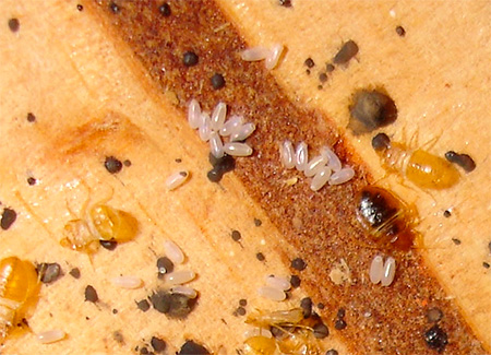 Eier und Larven der Bettwanze Eier und Larven von Bettwanzen