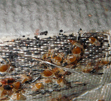 Bettwanzen können mit Möbeln ins Haus gelangen. Auf dem Foto: ein Nest von Bettwanzen. Bettwanzen können mit Möbeln ins Haus gelangen.