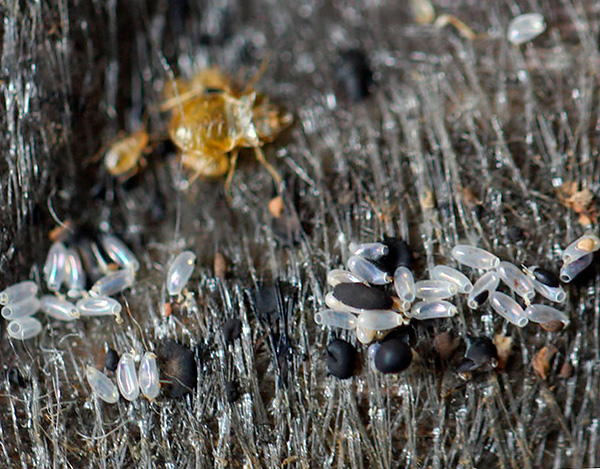 Die Eier der Wanzen sind insgesamt etwas widerstandsfähiger gegenüber hohen und niedrigen Temperaturen als die erwachsenen Parasiten und ihre Larven. Die Eier der Wanzen sind insgesamt etwas widerstandsfähiger gegenüber hohen und niedrigen Temperaturen als die erwachsenen Parasiten und ihre Larven.