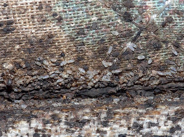 Selbst hochwirksame Insektizide töten in der Regel die Eier der Bettwanzen nicht, sodass aus diesen Eiern zunächst immer wieder Larven schlüpfen. Selbst hochwirksame Insektizide töten in der Regel die Eier der Bettwanzen nicht, sodass aus diesen Eiern zunächst immer wieder Larven schlüpfen.