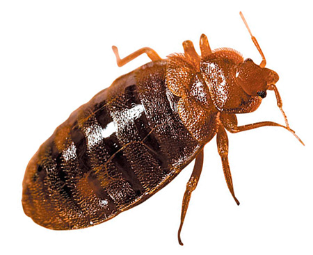Die Bettwanze stirbt einige Zeit nach dem Kontakt mit dem Insektizid. Bettwanze