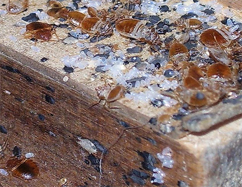 Nest von Bettwanzen: vergrößertes Foto Nest von Bettwanzen: vergrößertes Foto