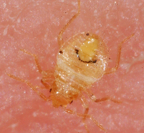 Hungrige Larve einer Bettwanze beim Fressen Hungrige Larve einer Bettwanze