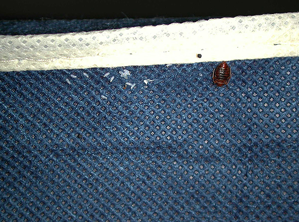 Parasiten können auf Ihrer Kleidung aus einem befallenen Raum mit nach Hause gebracht werden. Parasiten können auf Ihrer Kleidung aus einem befallenen Raum mit nach Hause gebracht werden.