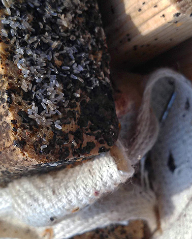 In einer befallenen Wohnung kann die Anzahl der Parasiteneier im Laufe der Zeit in die Tausende gehen. In einer befallenen Wohnung kann die Anzahl der Parasiteneier im Laufe der Zeit in die Tausende gehen.