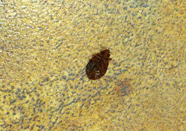 Häufig erweisen sich preiswerte Insektizidmittel aus dem Baumarkt als durchaus wirksam gegen Bettwanzen. Häufig erweisen sich preiswerte Insektizidmittel aus dem Baumarkt als durchaus wirksam gegen Bettwanzen.