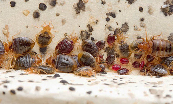Im Nest der Parasiten können sowohl gesättigte als auch seit längerem nicht mehr genährte Individuen vorkommen. Im Nest der Parasiten können sowohl gesättigte als auch seit längerem nicht mehr genährte Individuen vorkommen.