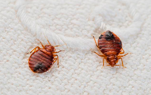 Bettwanzen im Bett Bettwanzen im Bett