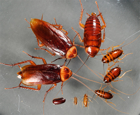 Auf dem Foto sind erwachsene Tiere und Larven der Amerikanischen Schabe zu sehen Auf dem Foto sind erwachsene Tiere und Larven der Amerikanischen Schabe zu sehen