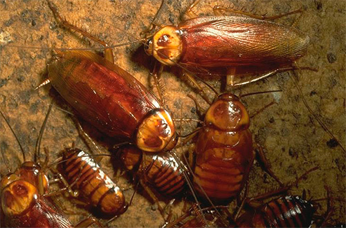 Die Larven und erwachsenen Tiere führen die gleiche Lebensweise. Larven und erwachsene Tiere führen dieselbe Lebensweise