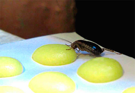 Eine Kakerlake frisst den vergifteten Köder Eine Kakerlake frisst den vergifteten Köder