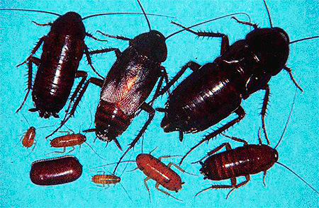 Erwachsene Tiere und Larven der schwarzen Kakerlake Erwachsene Tiere und Larven der schwarzen Kakerlake