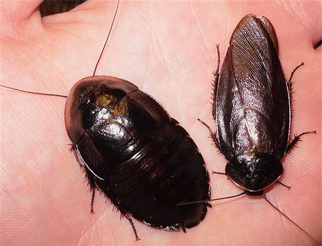 Weibchen und Männchen der schwarzen Kakerlake Weibchen und Männchen der schwarzen Kakerlake