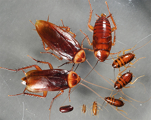 Larven (Nymphen) der Amerikanischen Schabe verschiedenen Alters Larven (Nymphen) der Amerikanischen Schabe