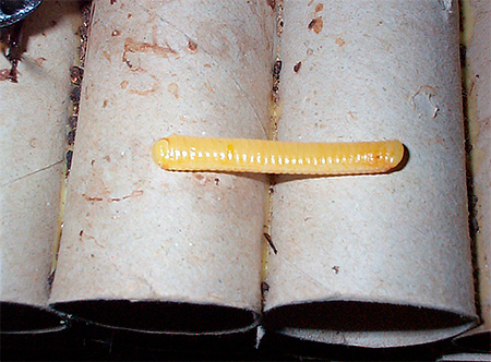 Oothek der Madagaskar-Fauchschabe Oothek der Madagaskar-Fauchschabe