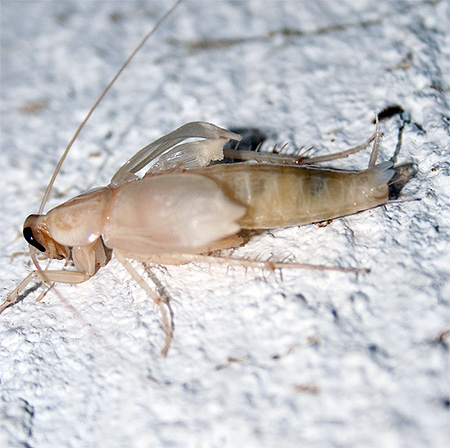 Weiße Schabe Weiße Schabe