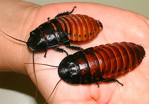 Madagaskar-Fauchschaben Madagaskar-Fauchschaben