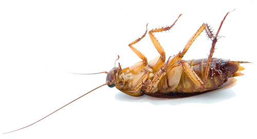 Kakerlaken sterben bei niedrigen Temperaturen, daher ist das Ausfrieren eine wirksame Methode zur Bekämpfung dieser Insekten Kakerlaken sterben bei niedrigen Temperaturen