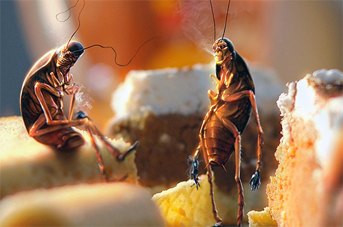 Bei der Bekämpfung von Kakerlaken ist es wichtig, den Insekten den Zugang zu Lebensmittelresten zu erschweren Es ist wichtig, den Insekten den Zugang zu Lebensmittelresten zu erschweren